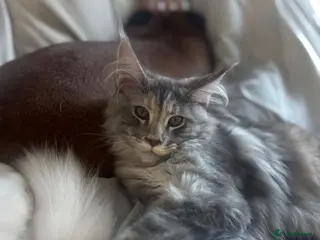 Maine Coon cats Active GCCF Female - Advert 4