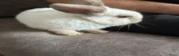 Mixed Breed rabbits for sale: Mixed breed baby rabbits - Advert 7