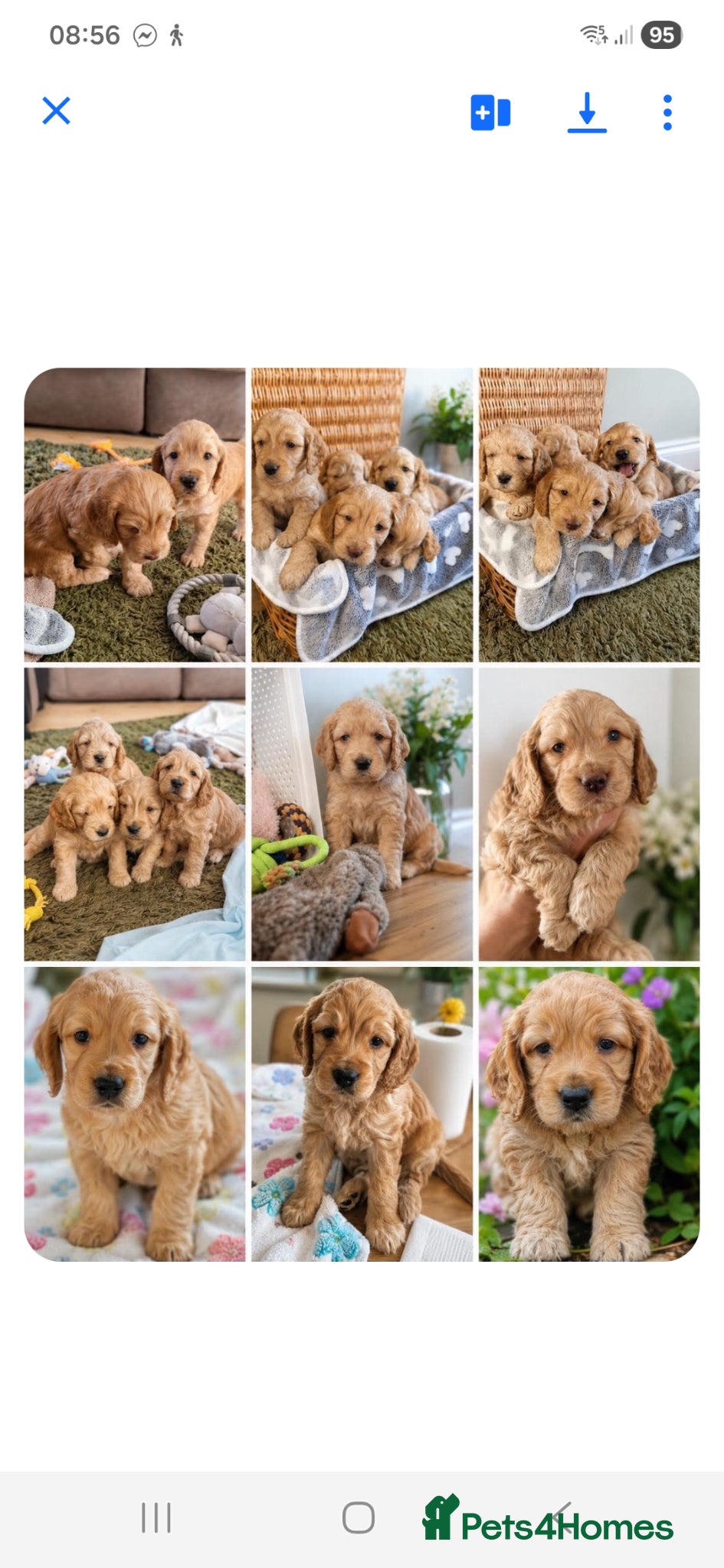 Cockapoo dogs for sale: Last beautiful boy left Gorgeous Golden Cockerpoo - Advert 5