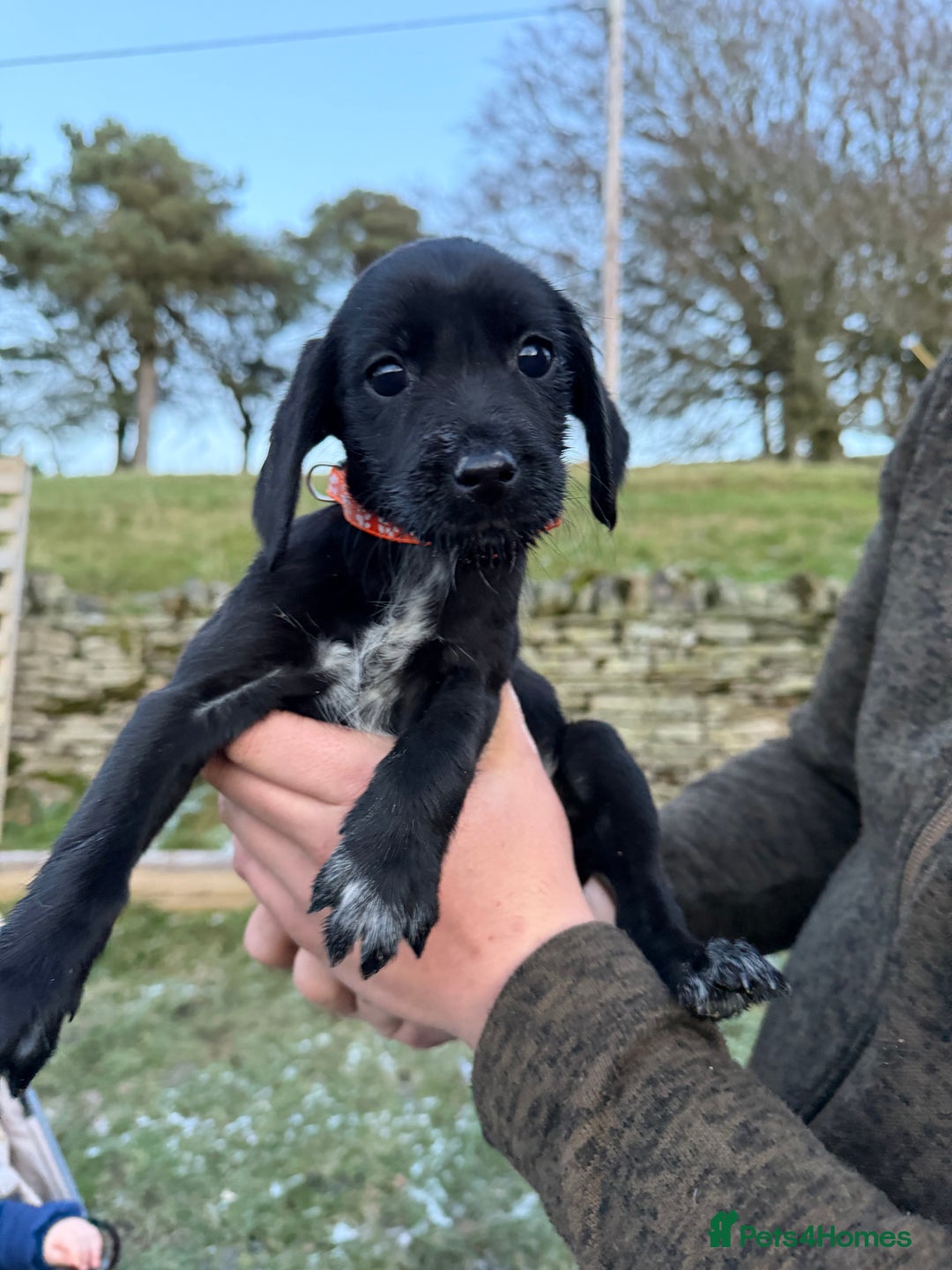 Mixed Breed dogs for sale: Stunning Labrador Pointer Puppies – Ready to go - Advert 28
