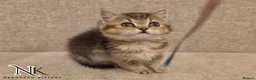 British Shorthair cats for sale: GCCF British Shorthair Babies Ready Soon 🐱 - Advert 14
