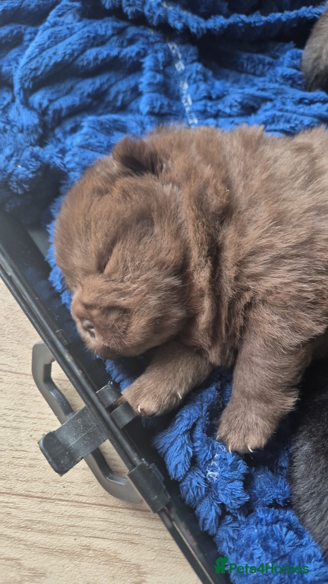 Chow Chow dogs for sale: Stunning Chow Chow Puppies Luxi Chow × Royal Chows - Advert 13