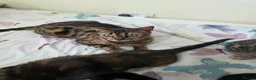 Bengal cats for sale: Stunning Bengal Cross Kittens - Advert 3