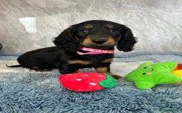 Miniature Dachshund dogs for sale: Miniature dachshund puppies  - Image 32