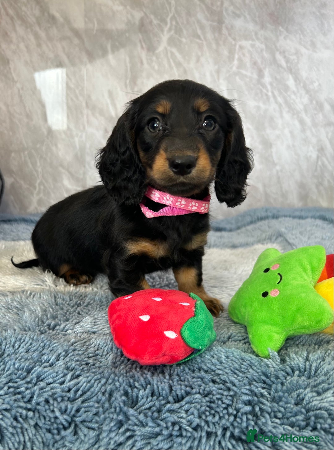 Miniature Dachshund dogs for sale: Miniature dachshund puppies  - Image 32