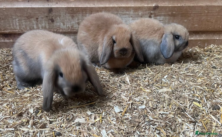 Mini Lop rabbits - Advert 7