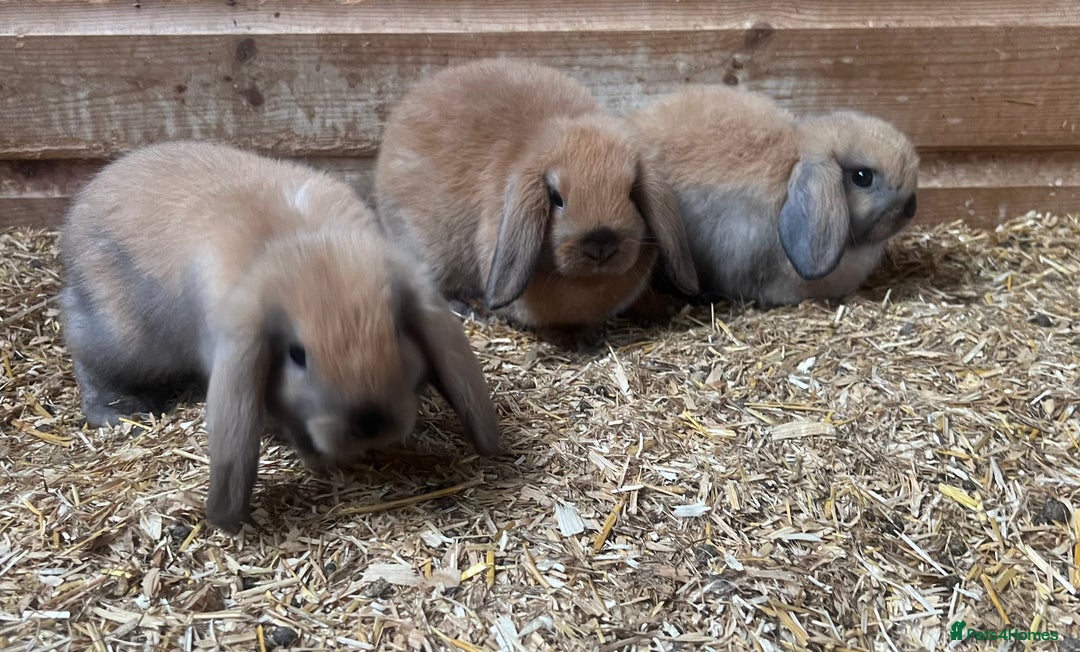 Mini Lop rabbits for sale: Baby mini lop bunnies  - Image 1
