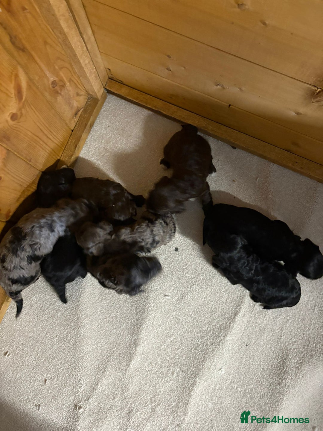 Cockapoo dogs for sale: F1 Showtype Cockapoo - Image 2