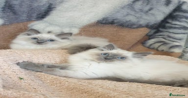 Ragdoll cats - Advert 3