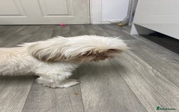 Shih Tzu dogs for stud: Imperial Shitzu - Image 4