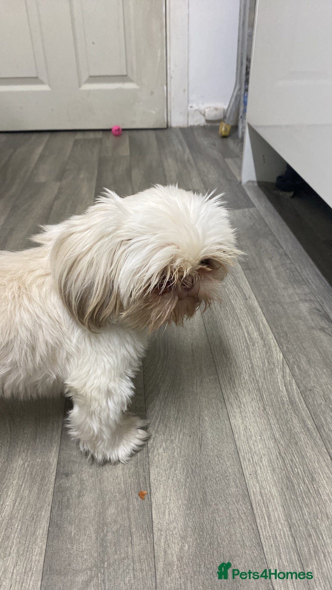 Shih Tzu dogs for stud: Imperial Shitzu - Image 4