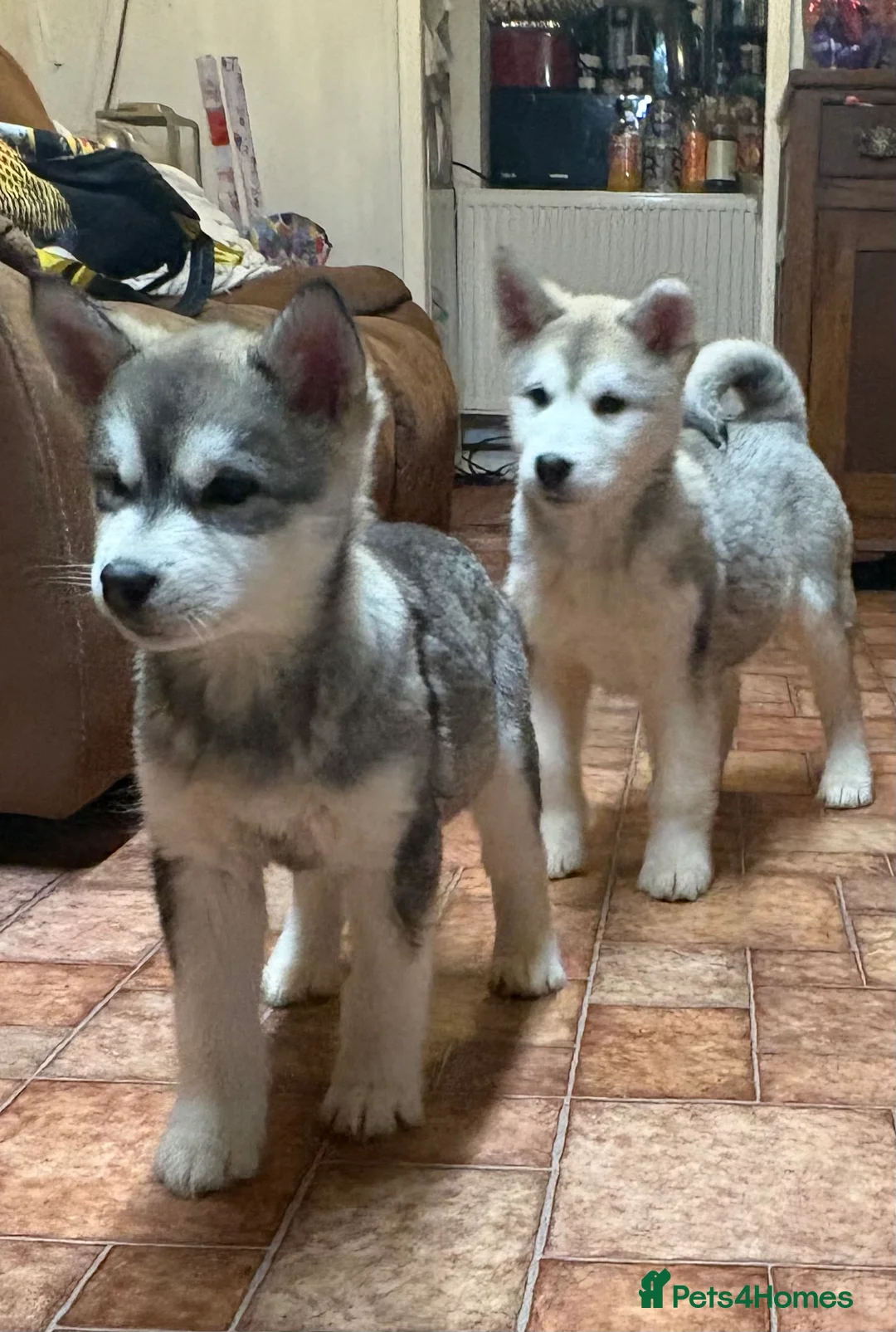 Alaskan Malamute dogs for sale: K.C registered Quality Alaskan Malamute puppies - Advert 1