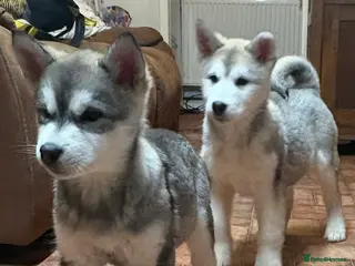 Alaskan Malamute dogs K.C registered Quality Alaskan Malamute puppies - Advert 10