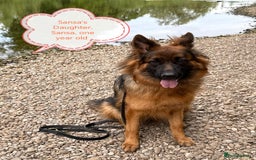 German Shepherd dogs for sale: Long coat German Shepherd puppies  - Image 26