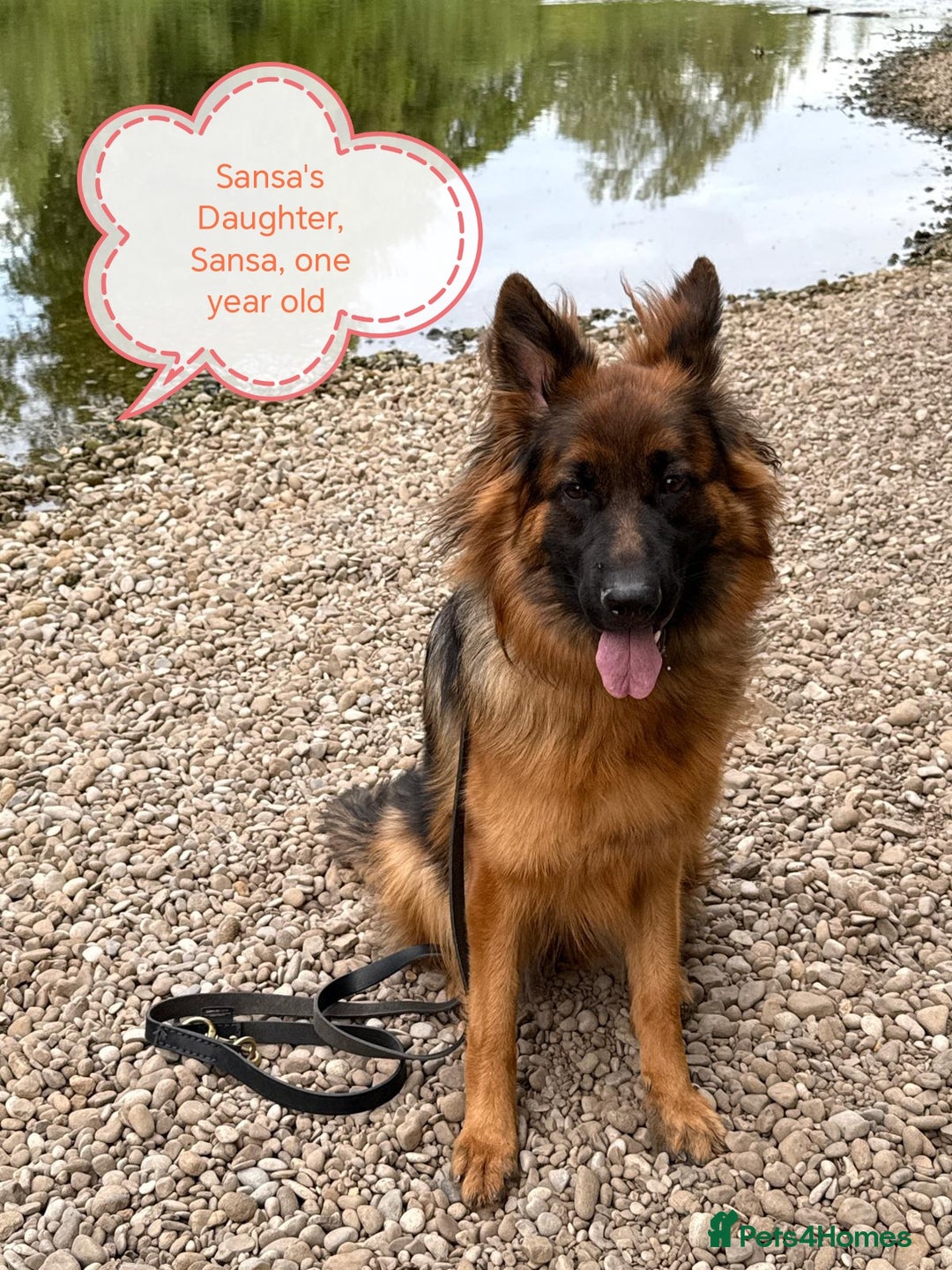 German Shepherd dogs for sale: Long coat German Shepherd puppies  - Image 26
