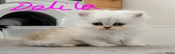 Persian cats for sale: Stunning Persian Kittens  - Advert 4