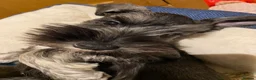 Miniature Schnauzer dogs for stud: Handsome miniature schnauzer for stud in Mauchline - Advert 4