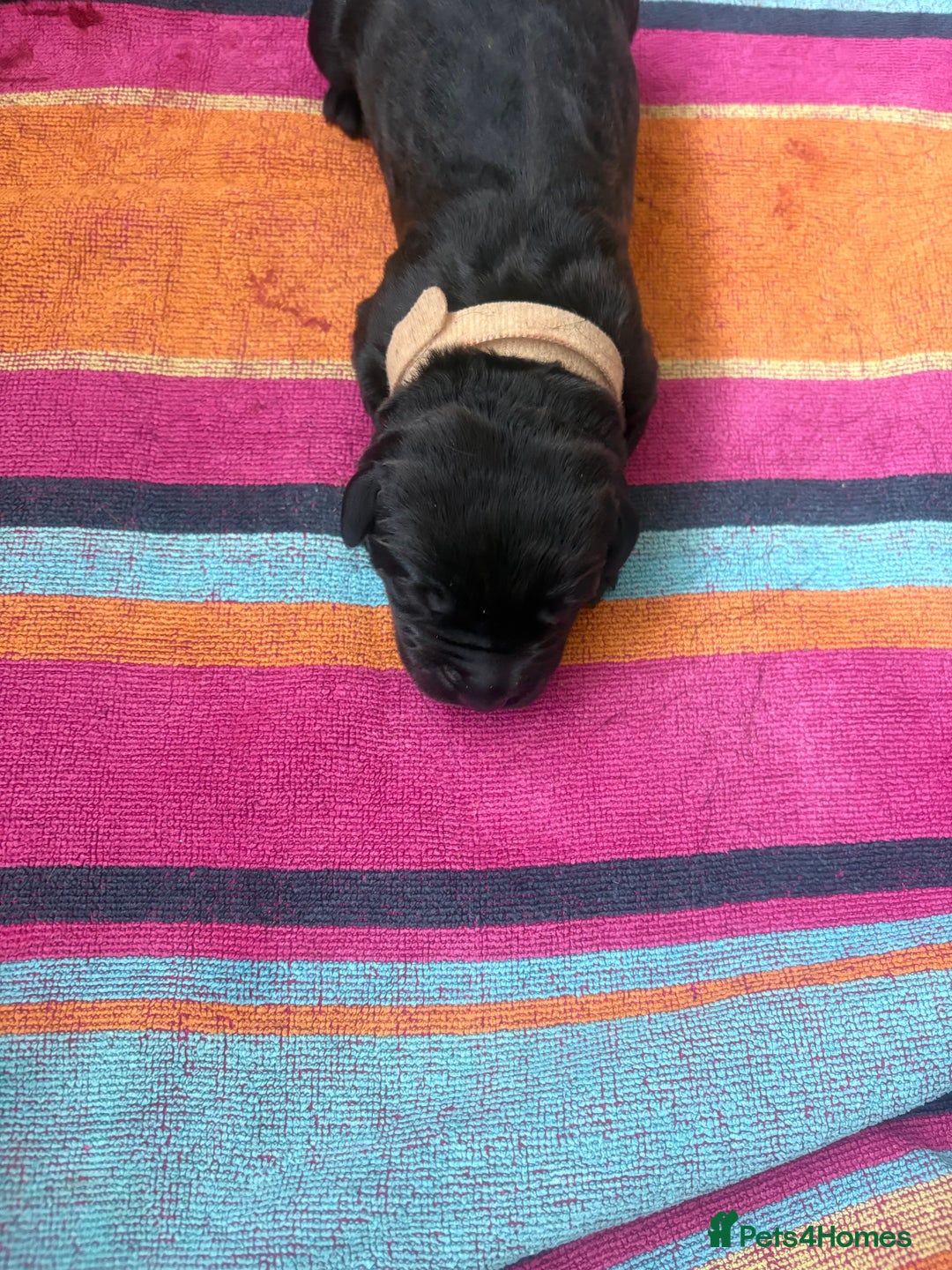 Mixed Breed dogs for sale: 3 beautiful boys for sale  - Image 10