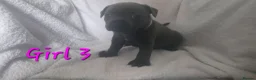 Staffordshire Bull Terrier dogs for sale: Stunning Blue Staffordshire Bull terrier puppy's  - Advert 15