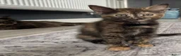 Mixed Breed cats for sale: Very sweet kittens - Advert 10