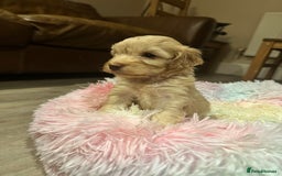 Cockapoo dogs for sale: Extensively health tested Cockapoo puppy’s  - Image 23