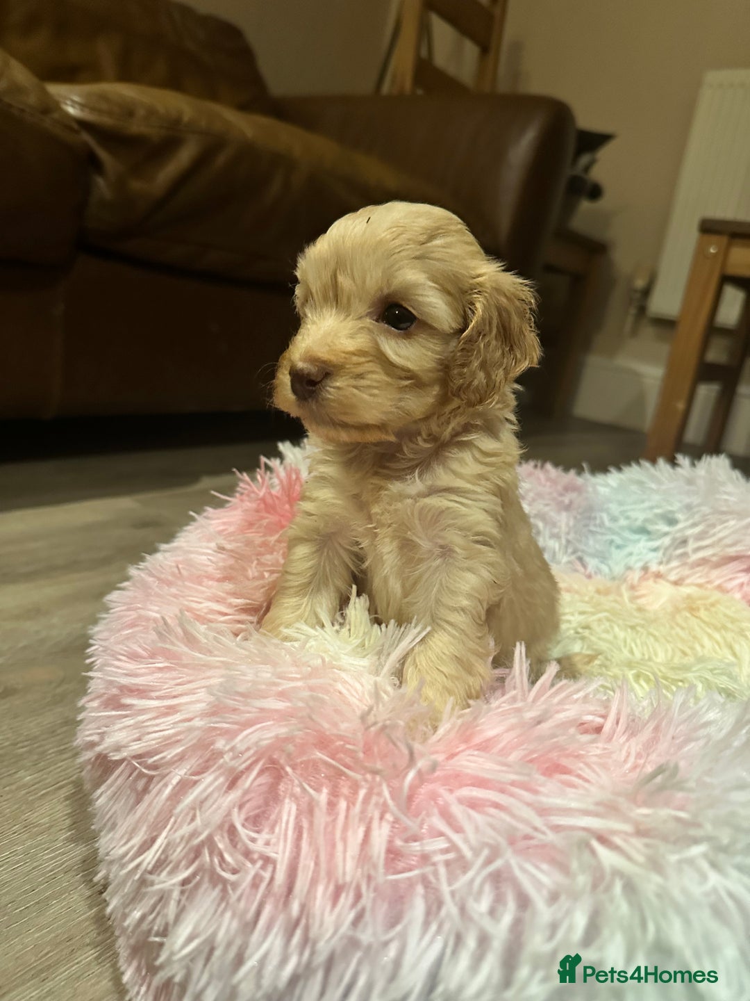 Cockapoo dogs for sale: Extensively health tested Cockapoo puppy’s  - Image 23