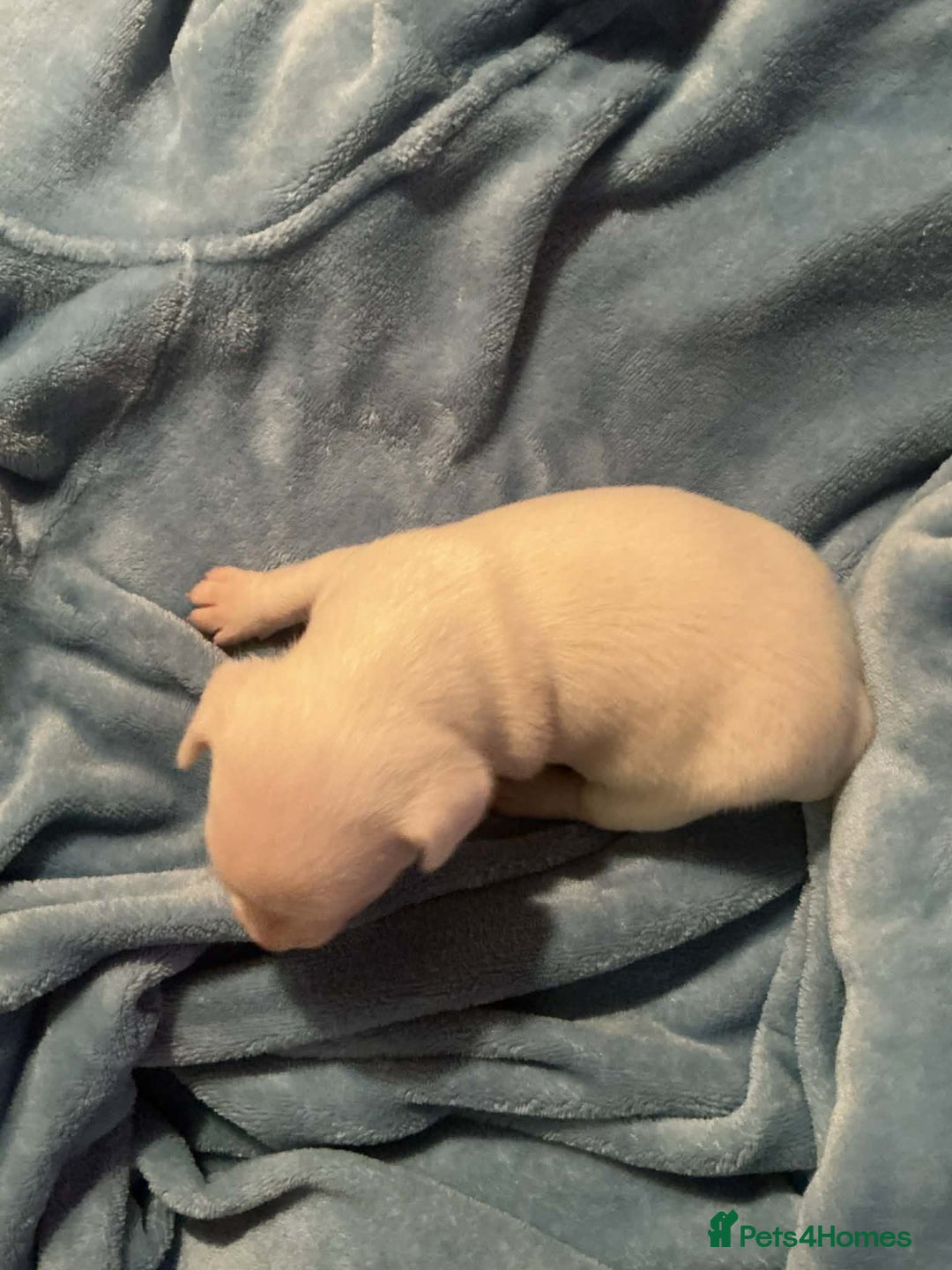 Mixed Breed dogs for sale: Two male Jack RussellX Chioua  - Advert 4