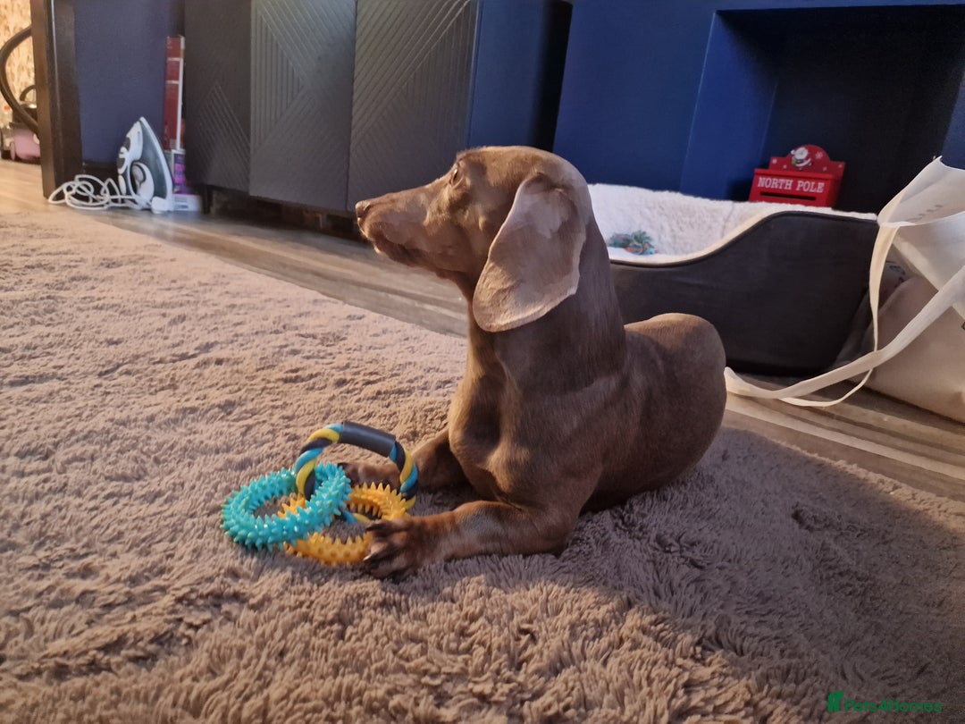 Dachshund dogs for sale: Snoopy the daschund  - Advert 4