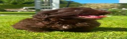 Shihpoo dogs for sale: Shihpoo  in Halifax - Advert 10