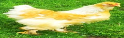 Chickens poultry for sale: POL Chickens stunning Purebreeds for sale in Callington - Advert 17