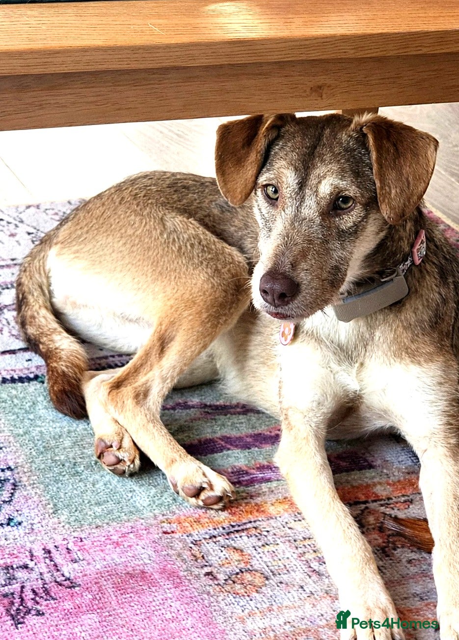 Mixed Breed dogs 🌿Lovely GRACE – for a Confident & Loving Home🌿 - Advert 7