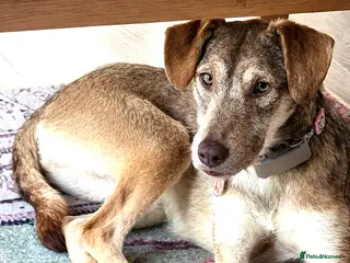 Mixed Breed dogs 🌿Lovely GRACE – for a Confident & Loving Home🌿 - Advert 7