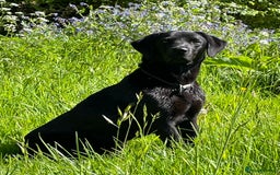Labrador Retriever dogs for sale: Stunning litter of 8 pedigree Labrador Puppies - Image 7