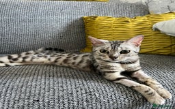 Bengal cats for sale: Stunning 2 YO Bengal Girl Looking for Forever Home - Image 2