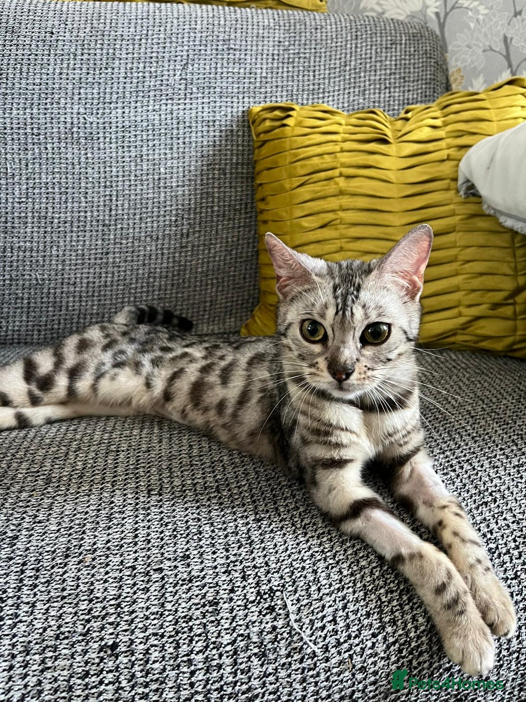 Bengal cats for sale: Stunning 2 YO Bengal Girl Looking for Forever Home - Image 2