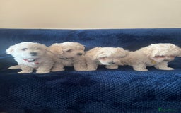 Bichon Frise dogs for sale: 4 adorable bichon puppy’s  - Image 3