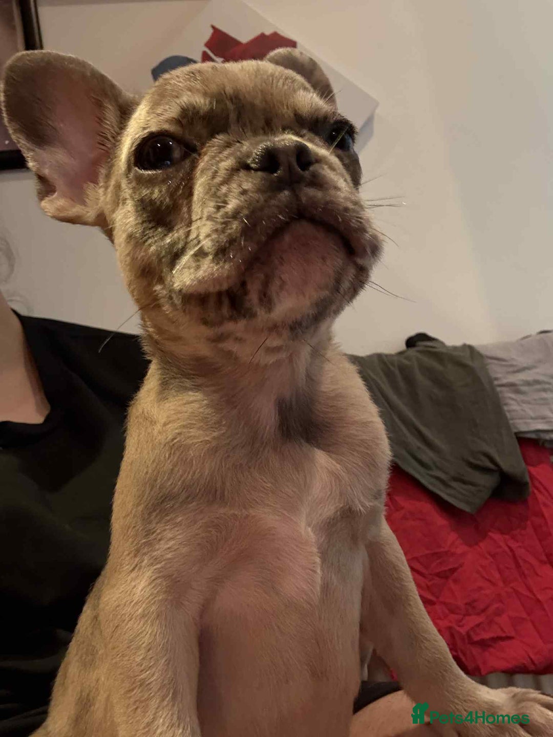 French Bulldog dogs for sale: Masha Puppy  - Image 4