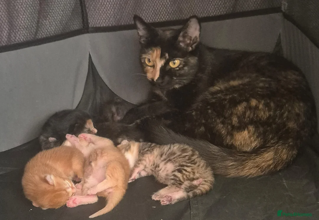 Mixed Breed cats for sale: Beautiful Kittens - Advert 7