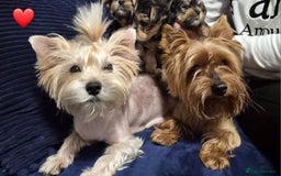 Yorkshire Terrier dogs for sale: Yorkshire terrier puppies (3 girls) - Image 5