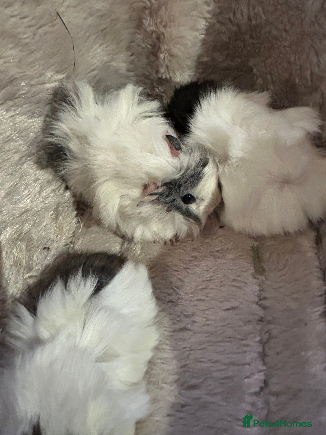 Guinea Pig rodents for sale: GORGEOUS BABY GUINEA PIGS - Advert 2