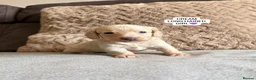 Miniature Dachshund dogs for sale: MINIATURE DACHSHUND PUPPIES🐾 - Advert 20