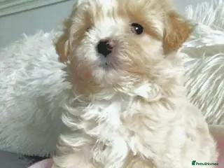 Maltipoo dogs F1 Maltpoo From Quality Champion KC's Health Tests - Advert 2