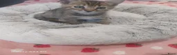 Bengal cats for sale: Bengals kittens - Advert 19