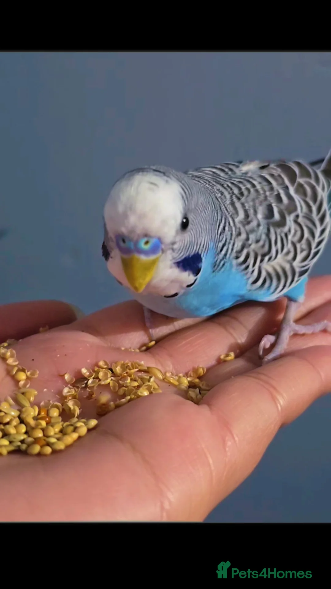 Budgerigars birds for sale: Budgies with cage  - Advert 1