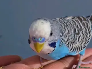 Budgerigars birds Budgies with cage - Advert 9