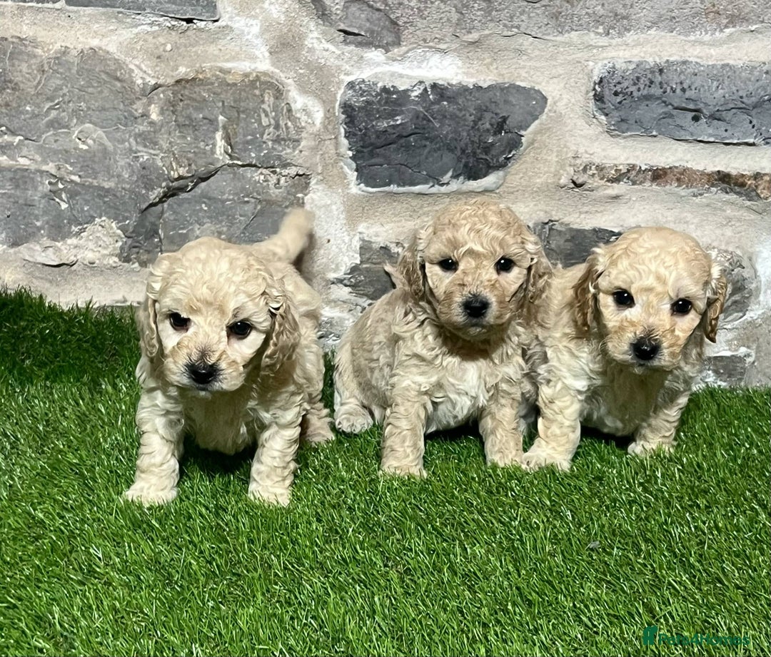 Poochon dogs for sale: Poochons Ready  **  Eve - Advert 2