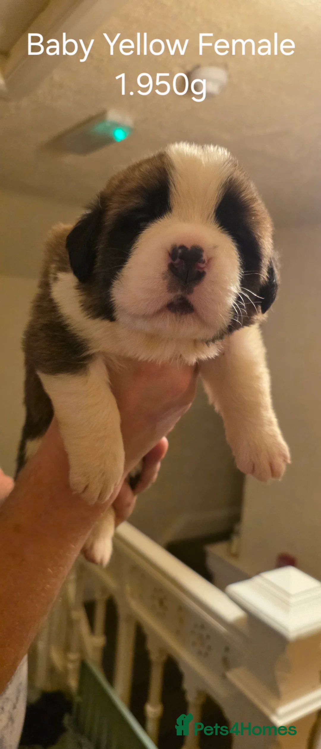 Saint Bernard dogs for sale: ^ Beautiful Saint Bernard Puppies - Advert 7
