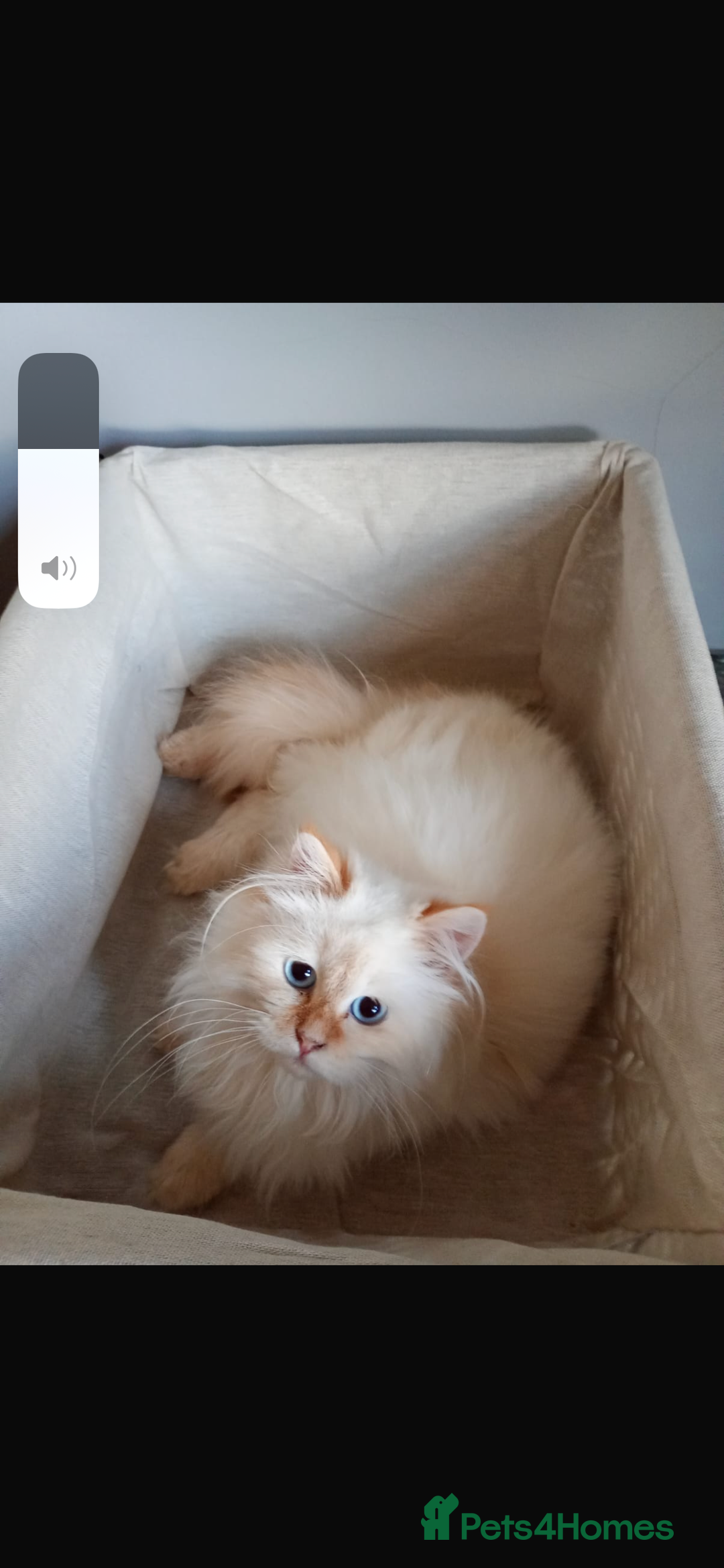 Siberian cats for sale: Beautiful ginger pure Siberian male for sale - Advert 4
