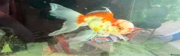 Fancy Goldfish fish for sale: 6 Gold fish for Sale in Hatfield - Advert 4