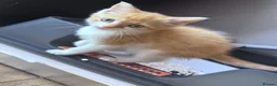 Bengal cats for sale: Last kitten ginger and white left - Advert 3